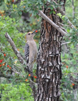 GF WP  Agararita berries  Devils Den img_0689.jpg