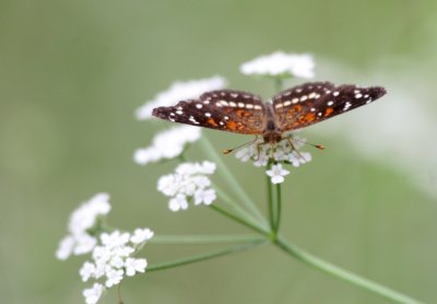 Butterfly and Queen Annes Lace  Devils Den img_0661.jpg