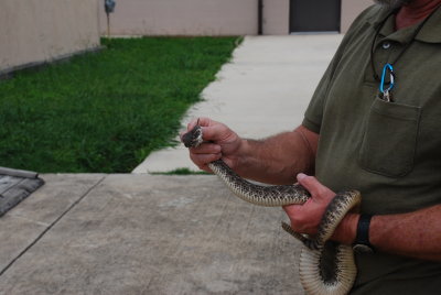 W. Diamondback Rattlesnake captured from grassy area in the background a. Photo by Pam Henry