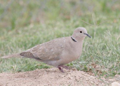 Eurasain Collared Dove @ Van Horn