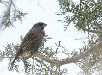 Blue Grosbeak
