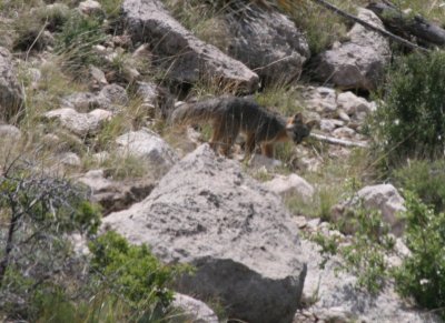 Grey Fox @ Bear Canyon Trail