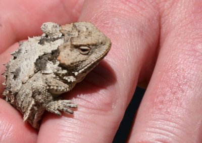 Short-Horned Lizard @ The Bowl GUMO