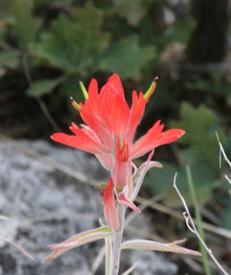 Indian Paintbrush @ The Bowl