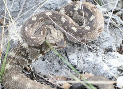 Black-Tailed Rattlesnake @ Tejas Trail GUMO
