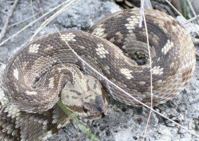 Black-Tailed Rattlesnake @ Tejas Trail