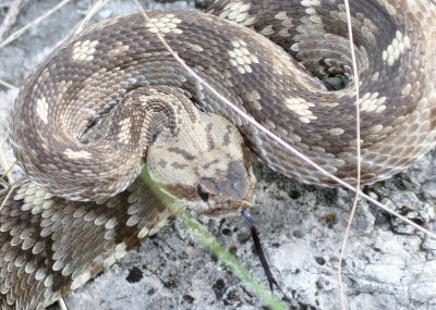 Black-Tailed Rattlesnake @ Tejas Trail