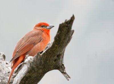 Summer Tanager @ trail head GUMO