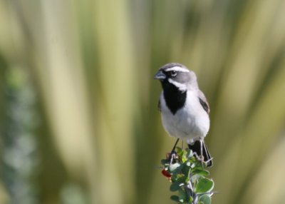 Black-Throated Sparrow @ Carlsbad