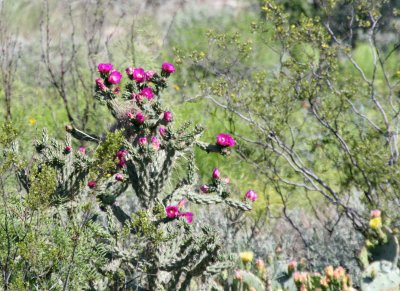 Cactus flowering @ Carlsbad NM