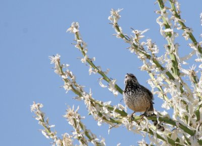 Cactus Wren @ Carlsbad NM