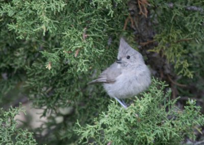 Juniper Titmouse @ GC S. Rim