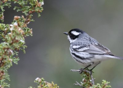 Black-Throated Grey Warbler @ GC S. Rim