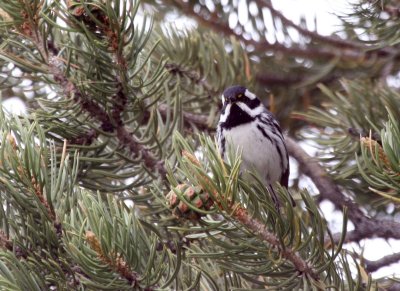 Black-Throated Grey Warbler