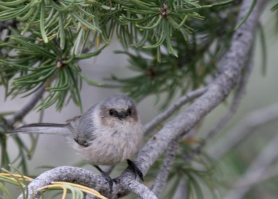 Bushtit @ GC S. Rim