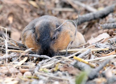 Pocket Gopher @ GC S. Rim