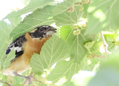 Black-Headed Grosbeak @ parking lot in Zion
