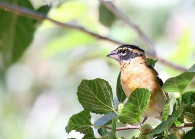 Black-Headed Grosbeak @ parking lot in Zion