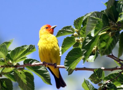 Western Tanager @ parking lot in Zion