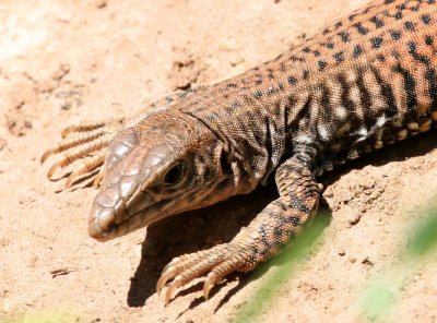 Painted Desert Whiptail @ Zion