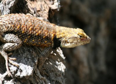 Yellow-Backed Spiny Lizard @ parking lot in Zion