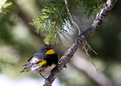 Yellow-Rumped Warbler @ Bryce