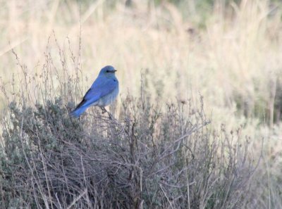 Mountain Bluebird @ Bryce Canyon