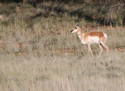 Pronghorned Antelope @ Bryce Canyon