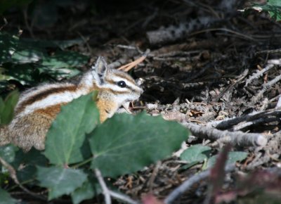 Unita Chipmunk @ Bristle Cone Point