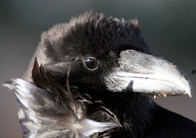 Cmn Raven w sunset in his eye @ Bryce Canyon