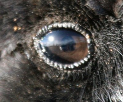 Raven w sunset in his eye