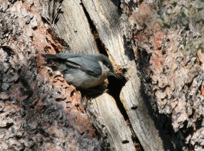 Pygmy Nuthatch @ nesthole, Sunrise Point