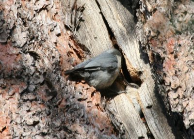 Pygmy Nuthatch & the handoff @ Sunrise Point