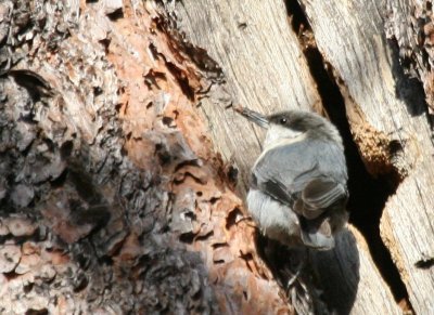 Pygmy Nuthatch & the hand-off