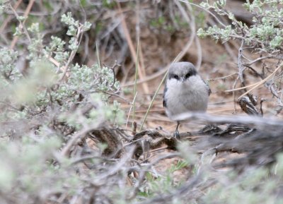 Pygmy Nuthatch on the ground @ Bryce