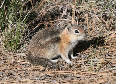 Gloden-Mantled Squirrel @ Sunrise Point