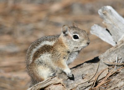 Gloden-Mantled Squirrel @ Sunrise Point