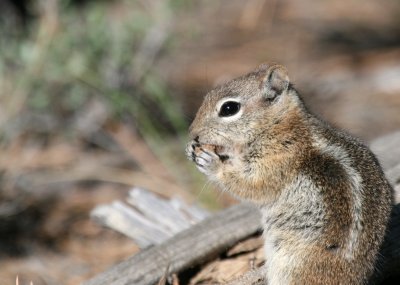 Gloden-Mantled Squirrel @ Sunrise Point