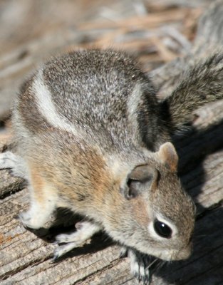 Gloden-Mantled Squirrel @ Sunrise Point