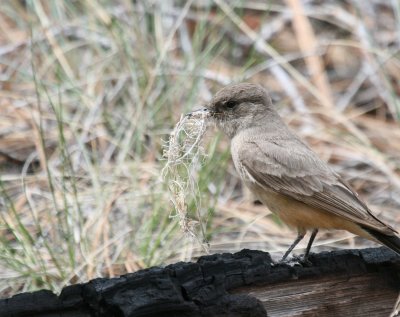 Say's Phoebe @ Bryce Canyon
