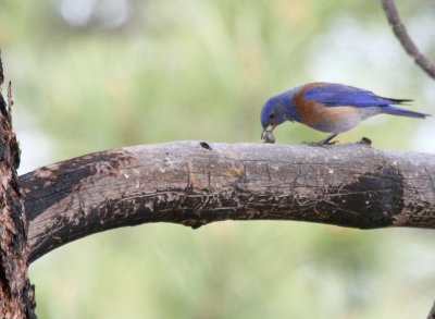 Western Bluebird male @ Bryce Canyon