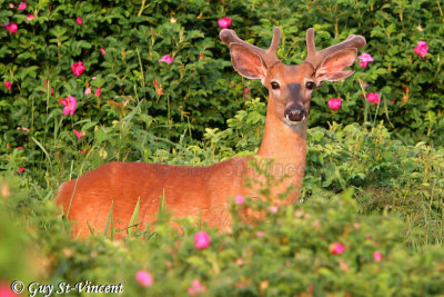 Deer in rose-bushes
