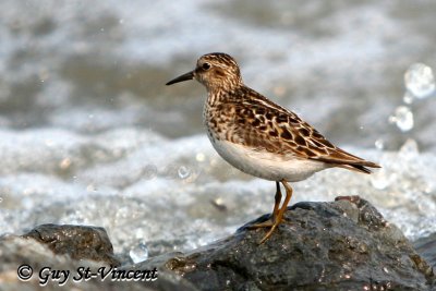 Sandpiper by the waves