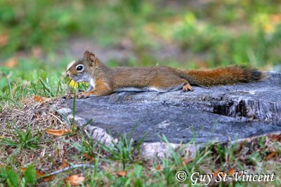 Squirrel: Taking a break