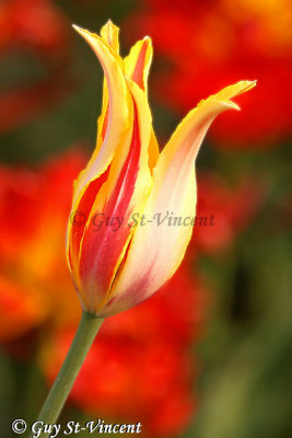 Red & yellow tulip