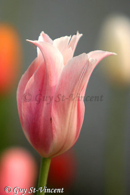 Pink & white tulip