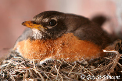 Female American Robin in the nest