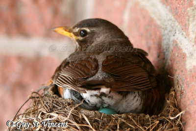 Female American Robin sitting on her eggs II