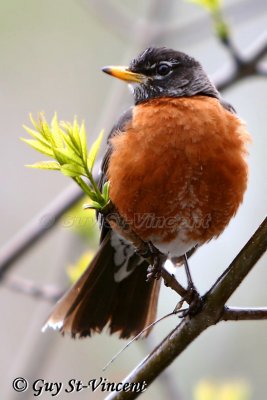 American robin (male) II