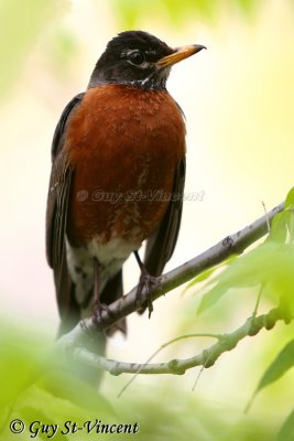 American robin (male) I